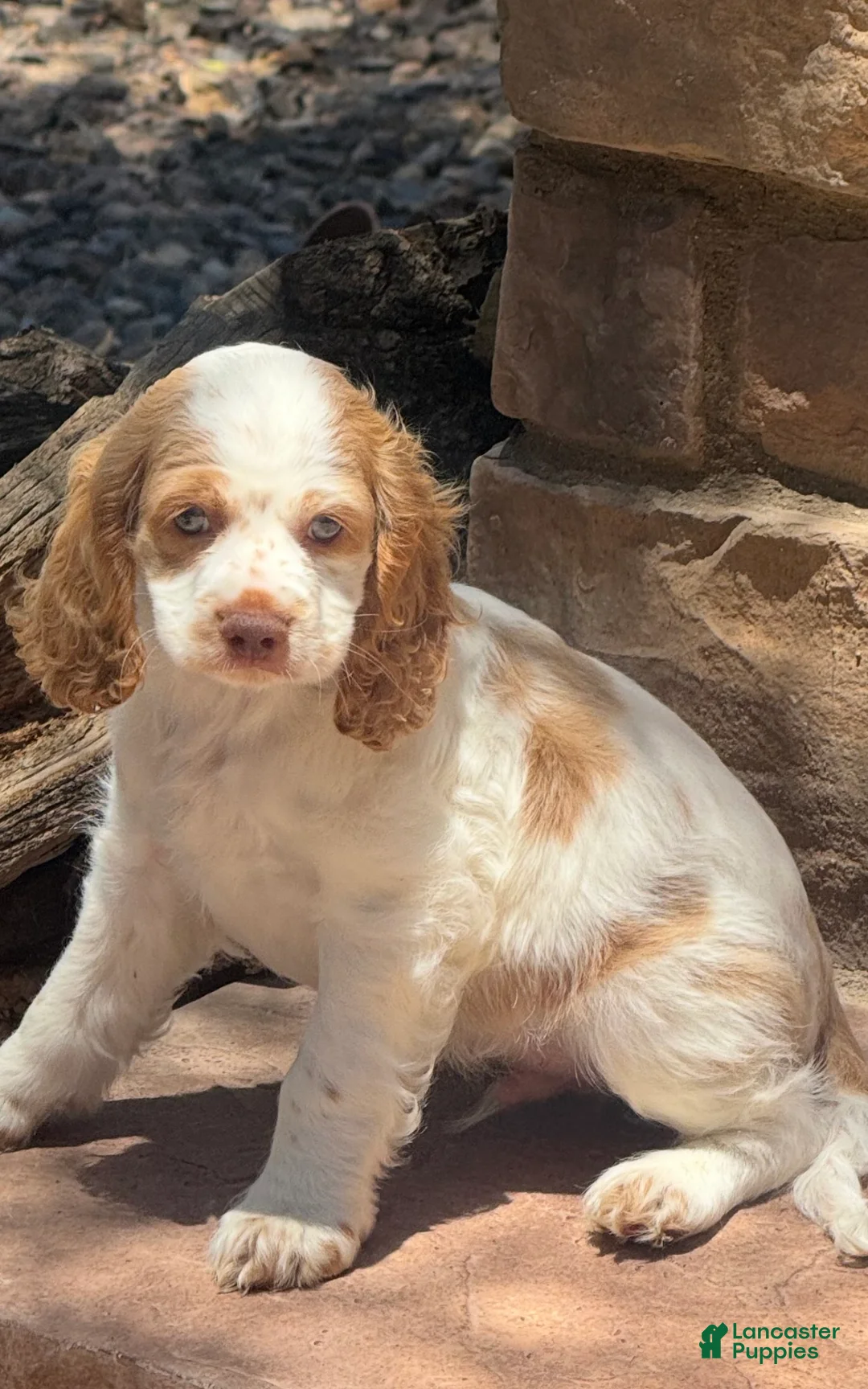 Cocker Spaniel dogs for sale: Cocker Spaniel 2 - Ad 1