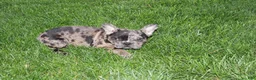 French Bulldog dogs for sale: Daniel - Ad 4