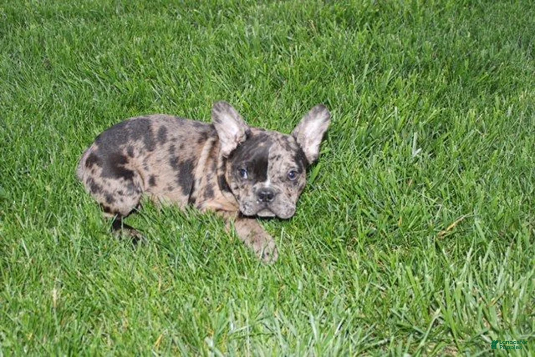 French Bulldog dogs for sale: Daniel - Ad 4