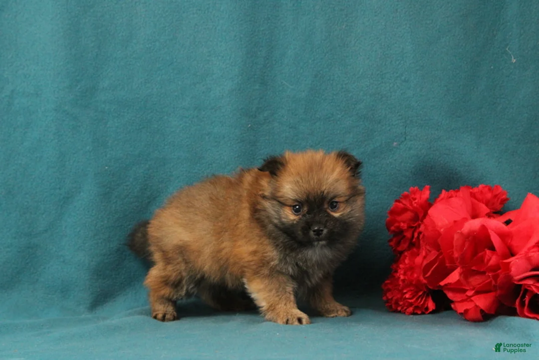 Pomeranian dogs for sale: Vincent - Ad 2