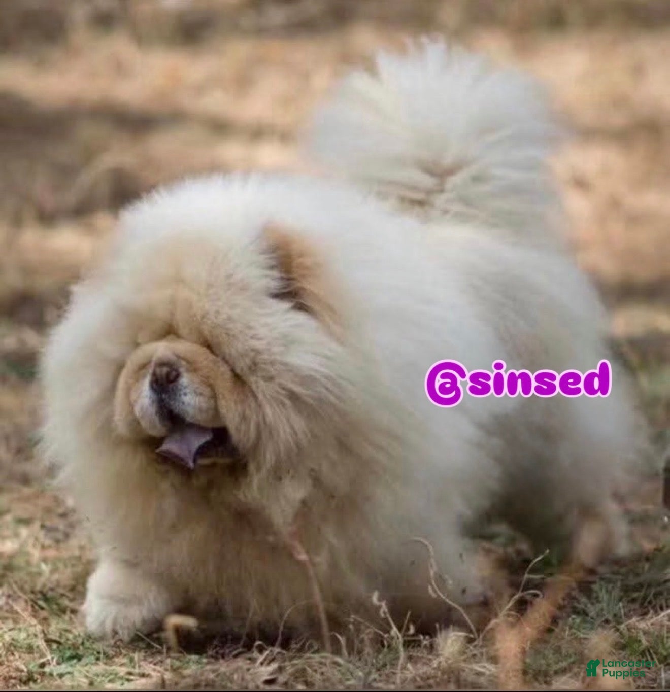 Chow Chow dogs St Nick  - Ad 2