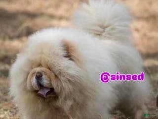 Chow Chow dogs St Nick - Ad 1