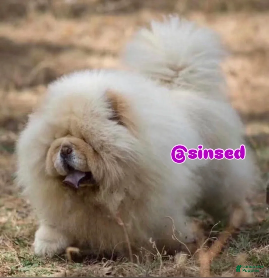 Chow Chow dogs for sale: St Nick  - Ad 1