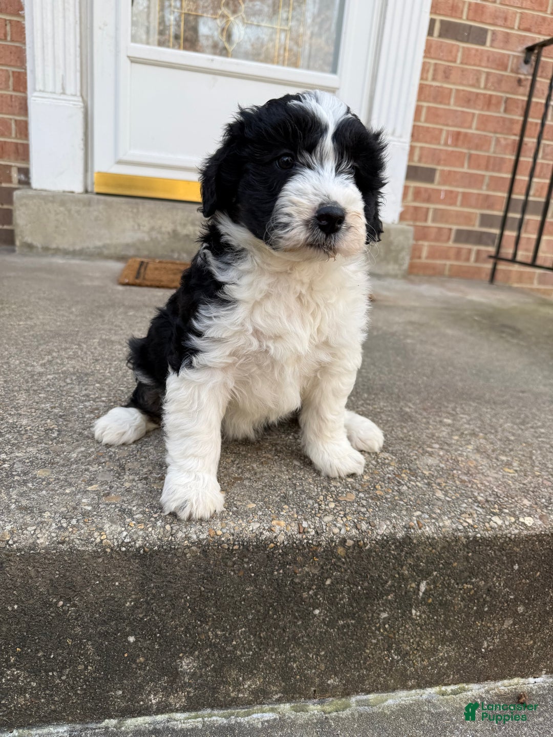 Mini Aussiedoodle dogs for sale: Mini Aussiedoodle Puppy 1 - Ad 2