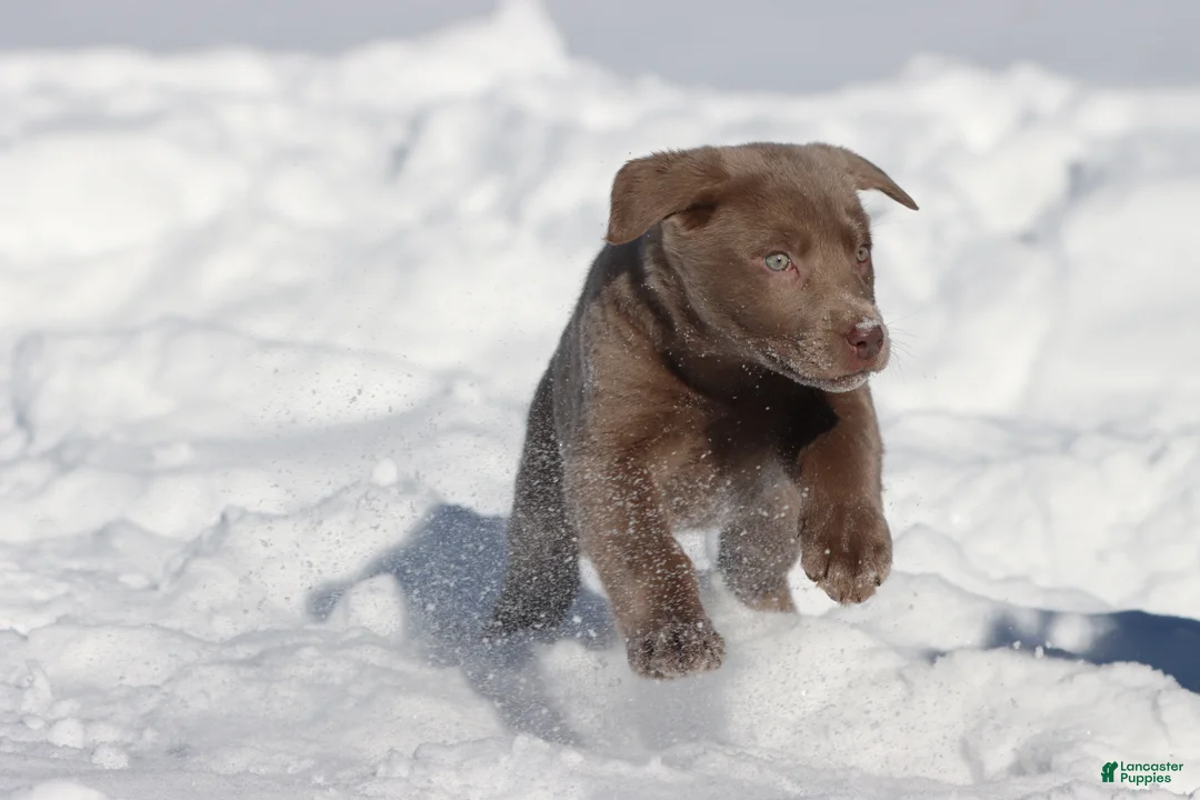 Labrador Retriever dogs for sale: Mocha - Ad 2