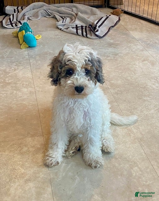 Mini Bernedoodle dogs Jeffrey - Ad 1