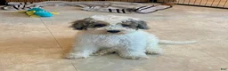 Mini Bernedoodle dogs for sale: Jeffrey - Ad 1