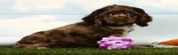 Cocker Spaniel dogs for sale: Harper - Ad 4