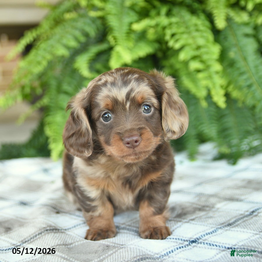 Miniature Dachshund dogs for sale: Quinn  - Ad 2
