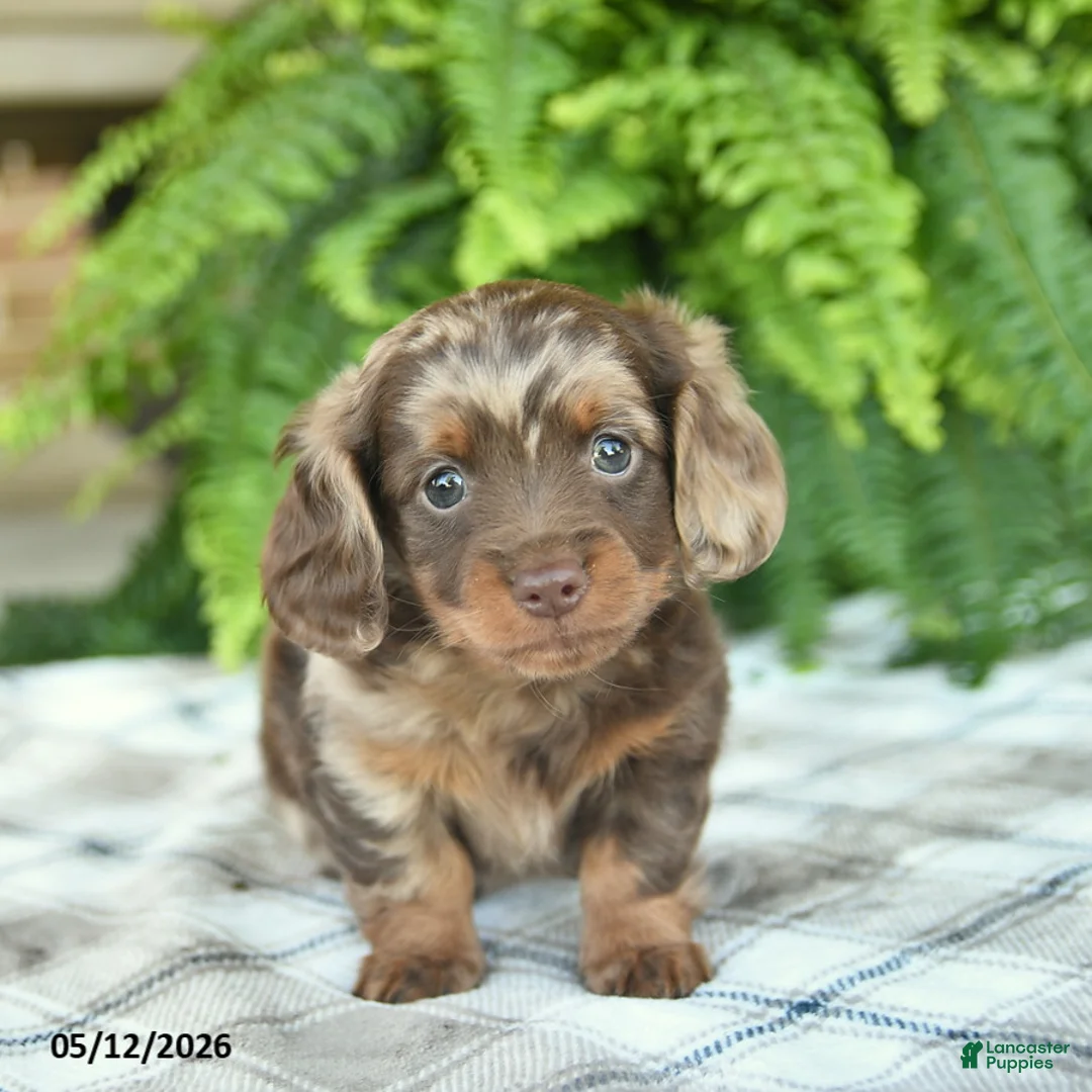 Miniature Dachshund dogs for sale: Quinn  - Ad 1