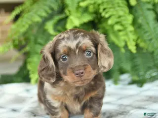 Miniature Dachshund dogs for sale: Quinn - Ad 2
