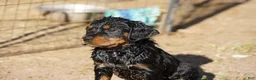 Rottweiler dogs for sale: Rottweiler litter of 5 puppies - Ad 24