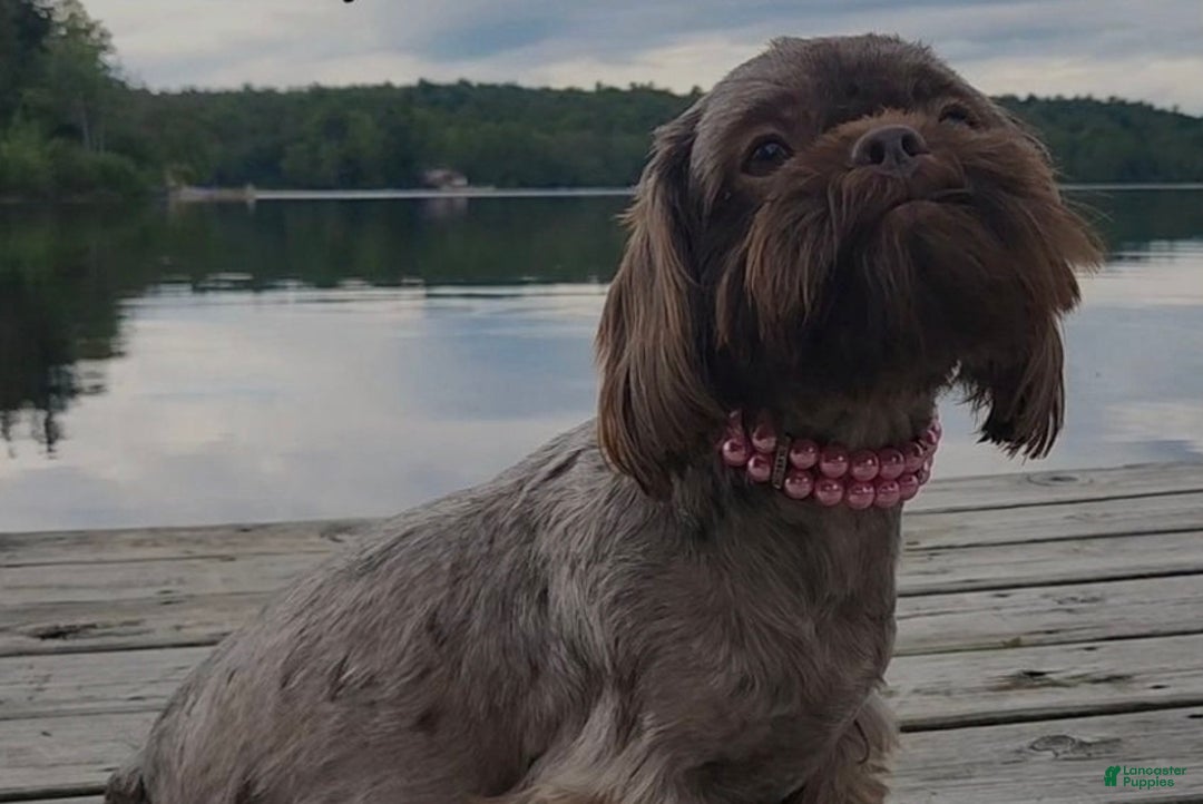 Shih Tzu dogs for sale: Shih Tzu Puppy 4 - Ad 2