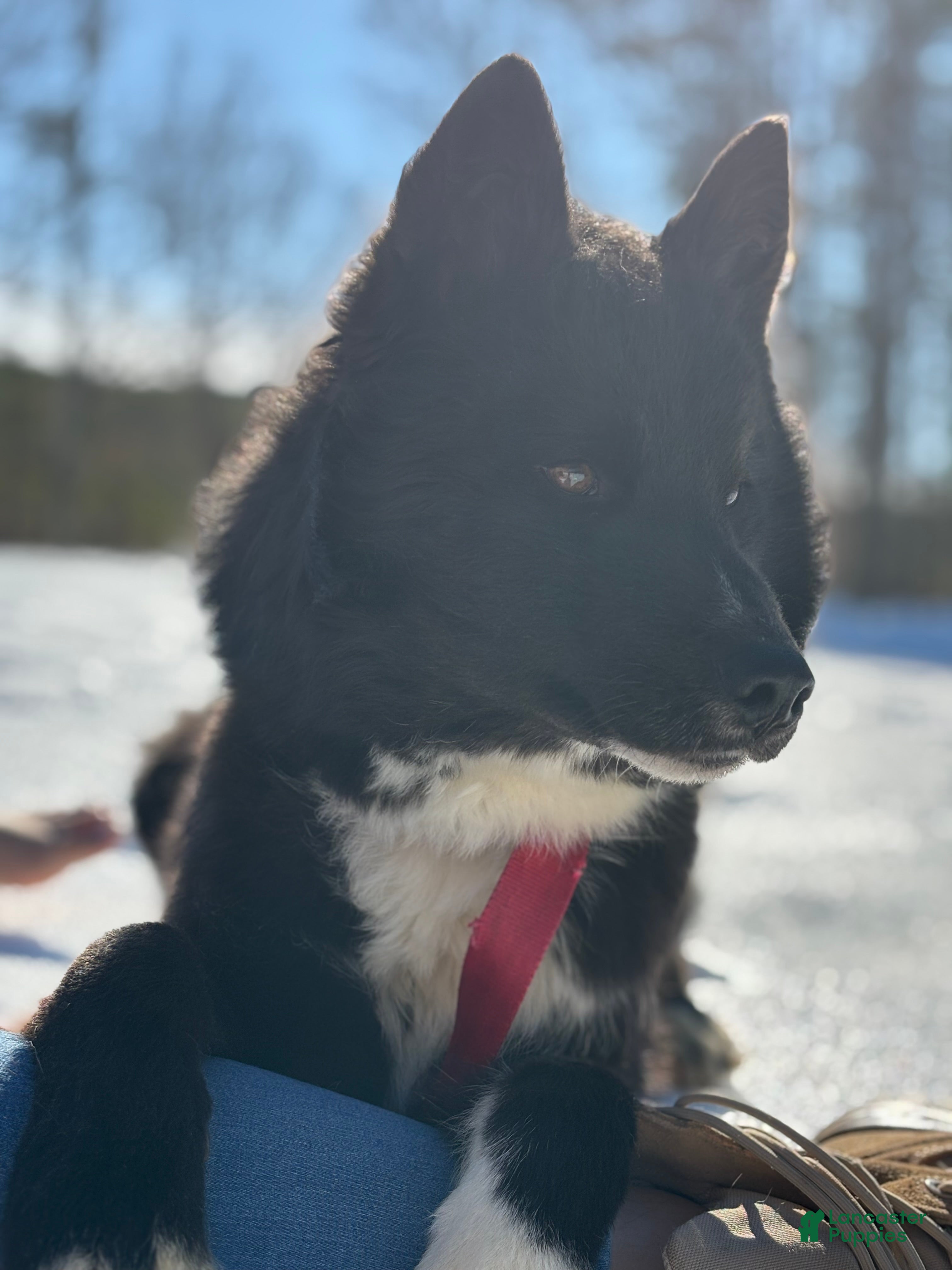 Siberian Husky dogs Blade - Ad 17