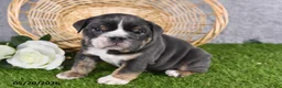 English Bulldog dogs for sale: Harmony - Ad 5