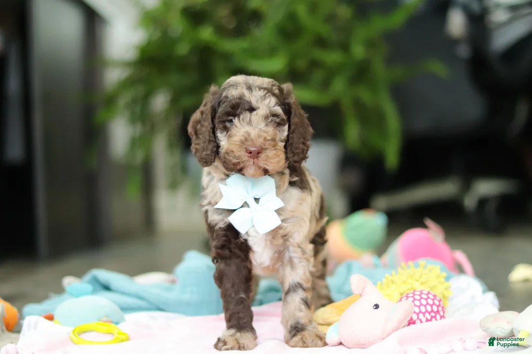 Goldendoodle dogs for sale: Buster - Ad 2