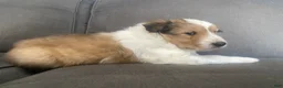Shetland Sheepdog dogs for sale: Shetland Sheepdog Puppy 2 - Ad 6