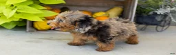 Miniature Poodle dogs for sale: Sawyer  - Ad 7