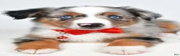 Miniature Australian Shepherd dogs for sale: Marshall - Ad 9