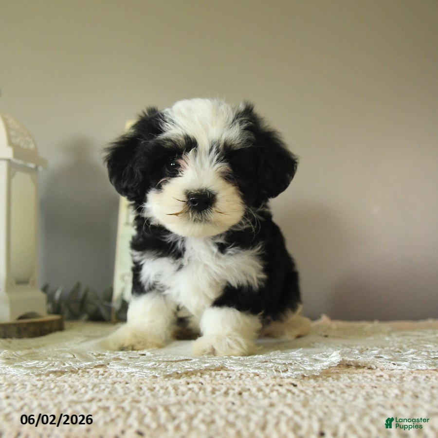 Mixed Breed dogs for sale: Jack  - Ad 2