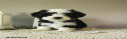 Mixed Breed dogs for sale: Jack  - Ad 1