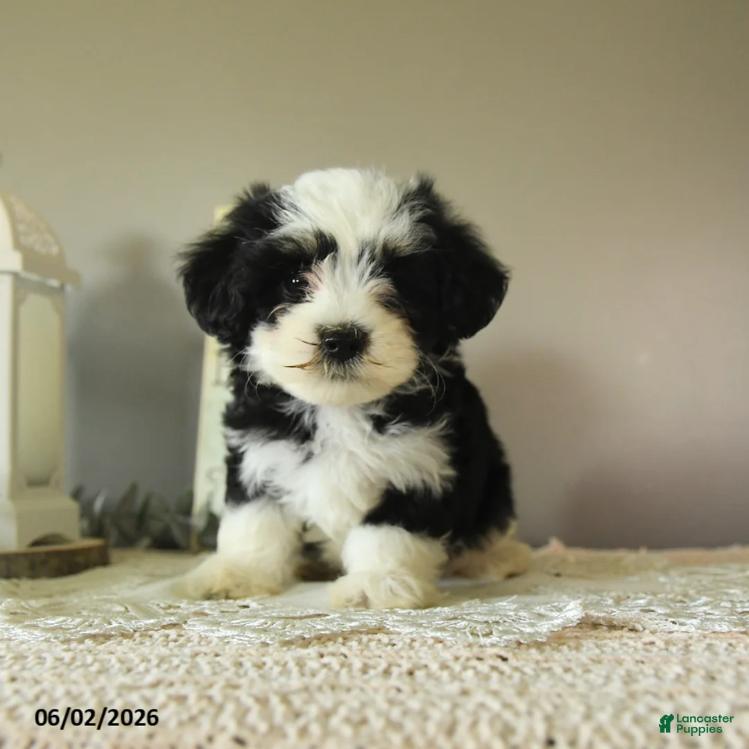 Mixed Breed dogs for sale: Jack  - Ad 1
