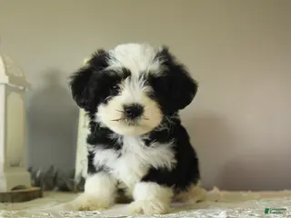 Mixed Breed dogs for sale: Jack - Ad 2