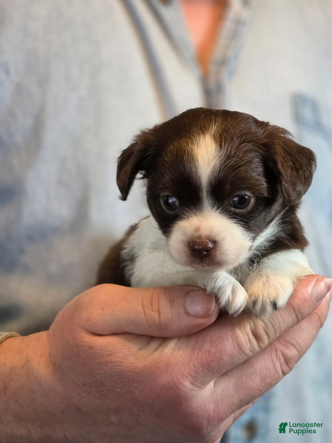 Chihuahua dogs for sale: Teddy - Ad 14