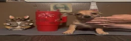 Chiweenie dogs for sale: Hairy Paw-ter - Ad 5