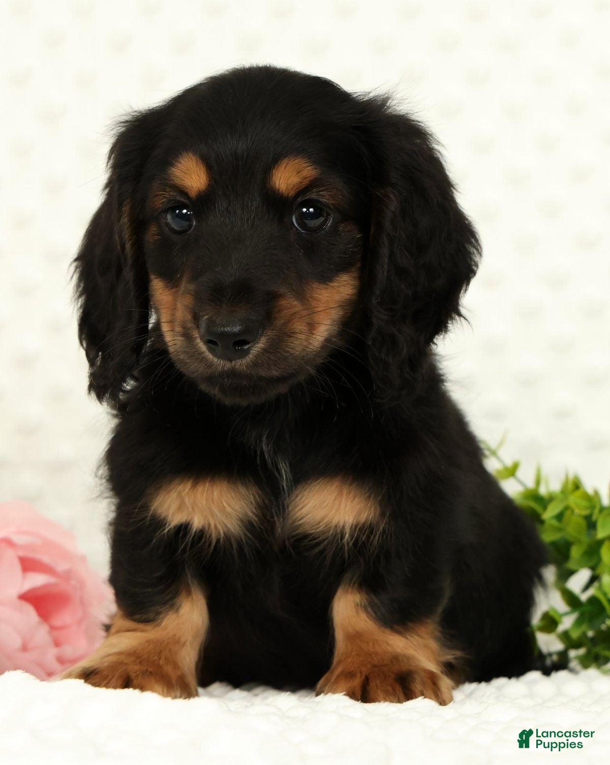 Miniature Dachshund dogs Samson - Ad 1