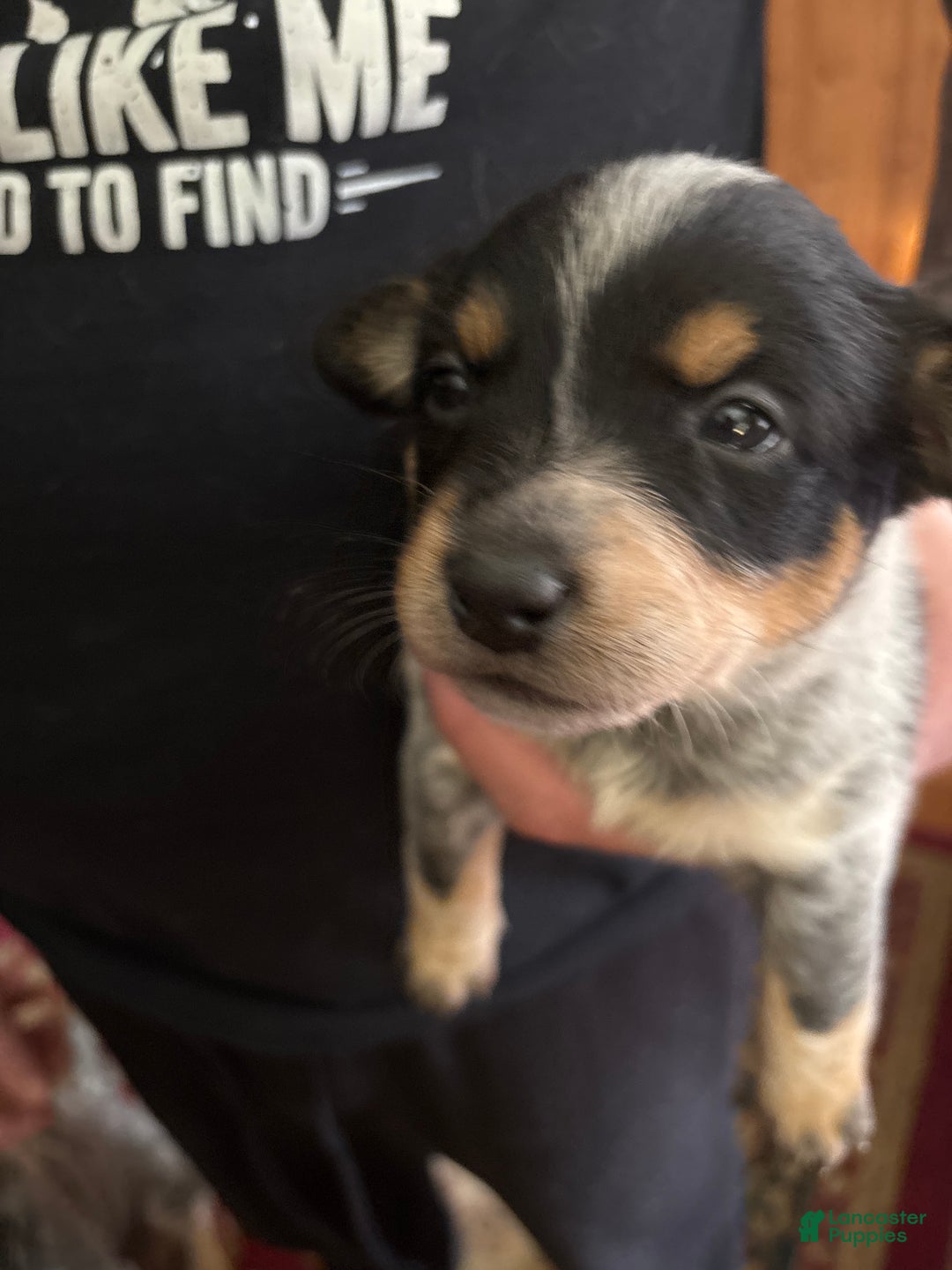 Australian Cattle Dog dogs for sale: Jigsaw - Ad 1