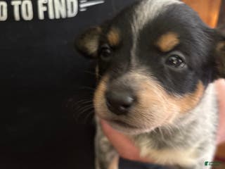 Australian Cattle Dog dogs Jigsaw - Ad 23