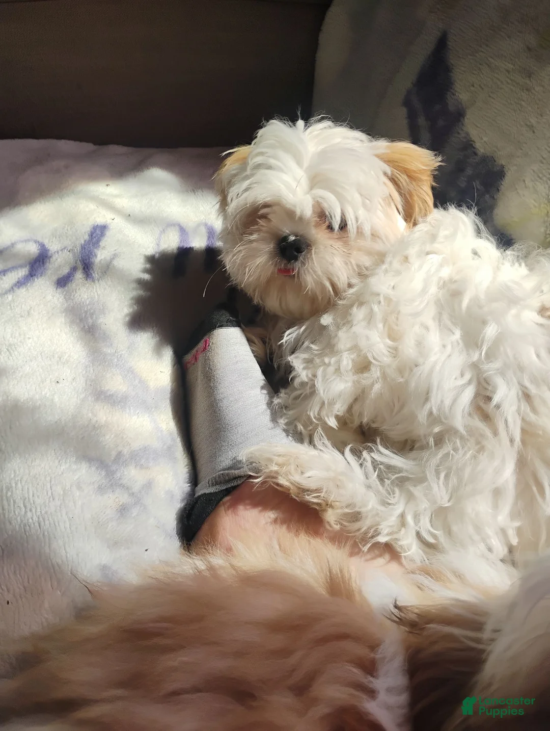Shih Tzu dogs for sale: Stormy - Ad 2