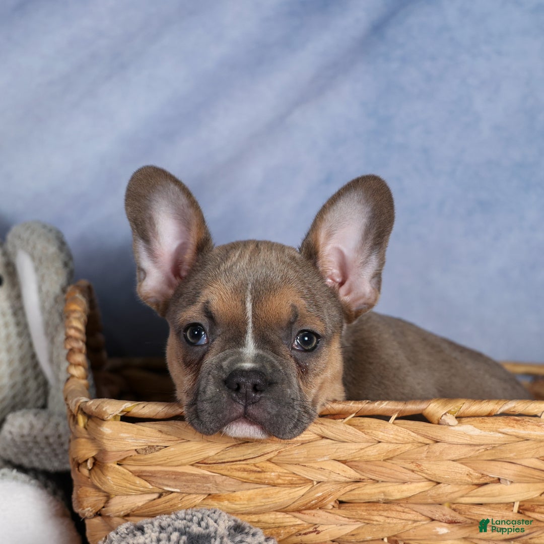 Frenchton dogs for sale: NEVA - Ad 21
