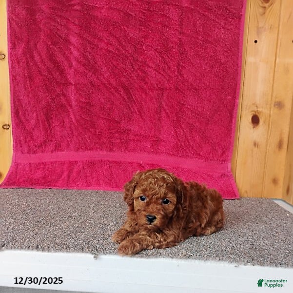 Toy Poodle dogs Cupcake - Ad 17