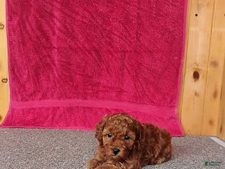 Toy Poodle dogs Cupcake - Ad 9
