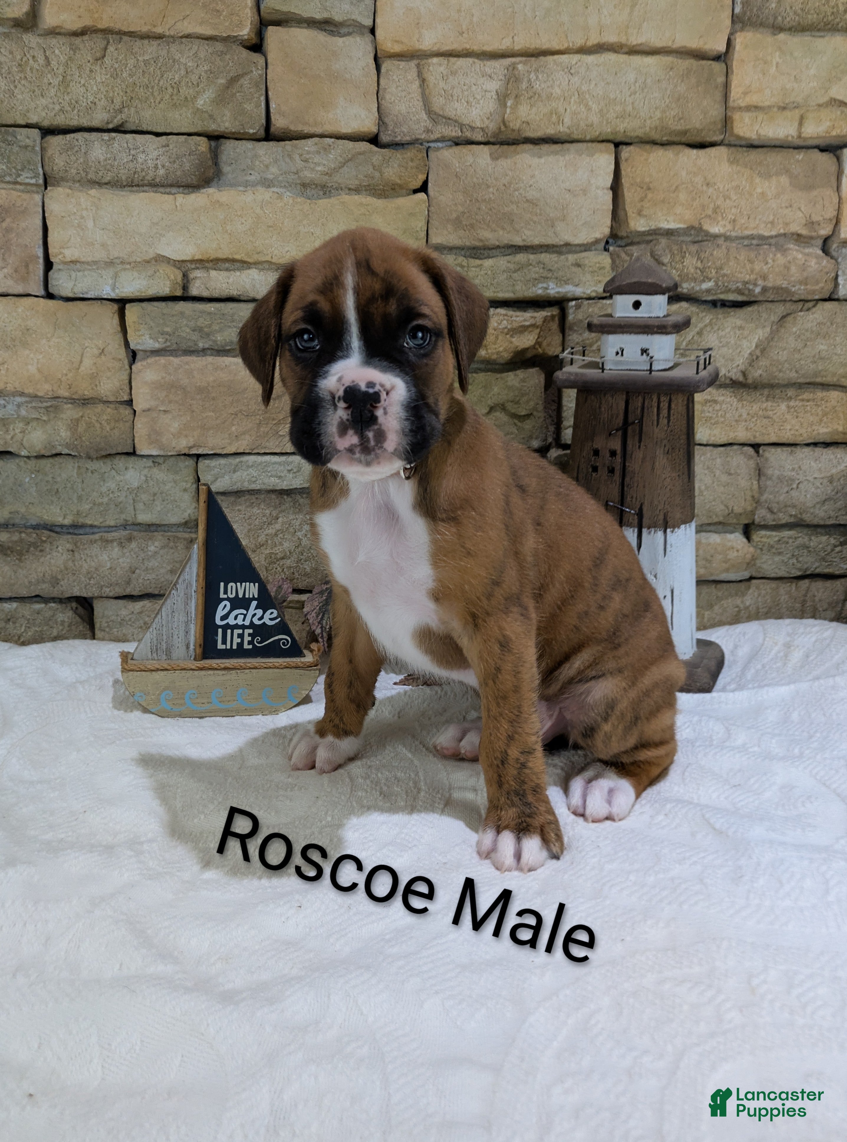 Boxer dogs Roscoe Male - Ad 1
