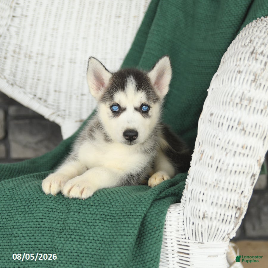 Siberian Husky dogs Virginia - Ad 2