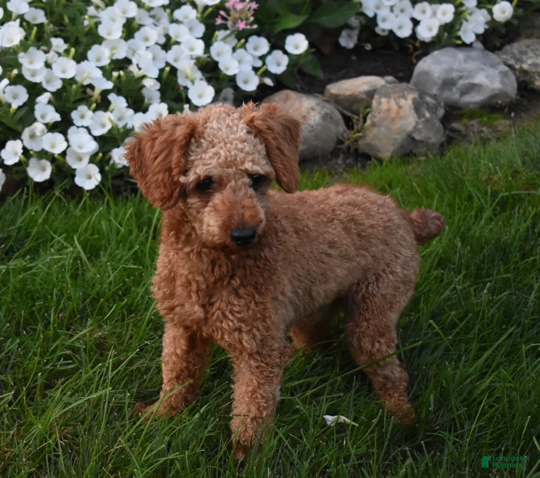 Toy Poodle dogs for sale: Cash  - Ad 9