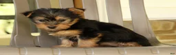 Yorkshire Terrier dogs for sale: Darcy - Ad 6