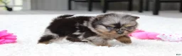 Pomeranian dogs for sale: Lexi - Ad 9