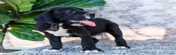 Great Dane dogs for sale: Davis - Ad 5