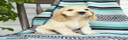 Cocker Spaniel dogs for sale: Dillon - Ad 2