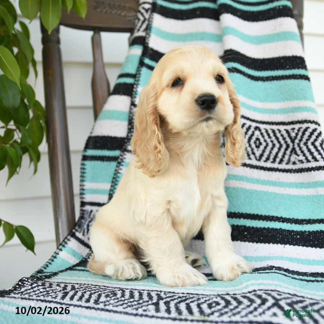Cocker Spaniel dogs for sale: Dillon - Ad 2