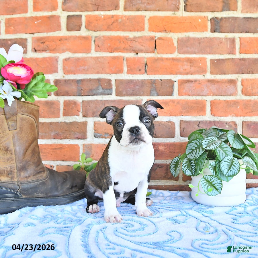 Boston Terrier dogs Paulas  - Ad 1