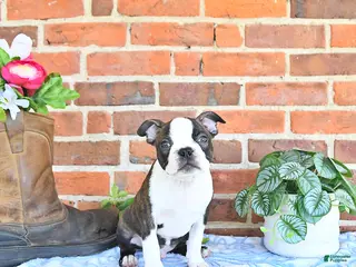 Boston Terrier dogs for sale: Paulas - Ad 1