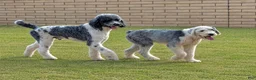 Sheepadoodle dogs for sale: Merle Female 1 - Ad 7