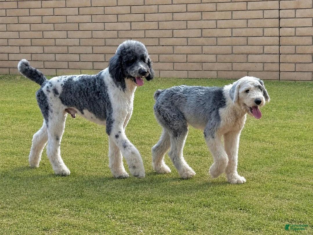 Sheepadoodle dogs for sale: Merle Female 1 - Ad 7