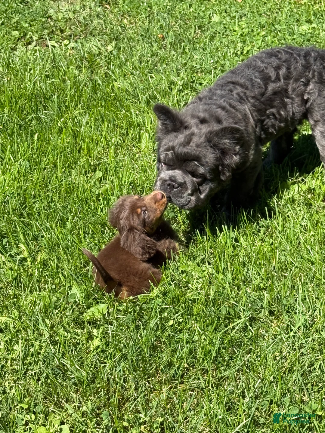 French Bulldog dogs for sale: French Bulldog 1 - Ad 6