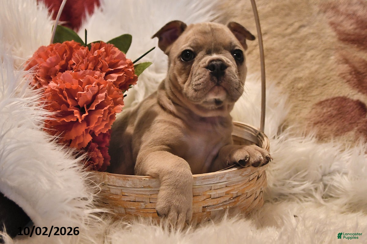 Frenchton dogs Poppy - Ad 2
